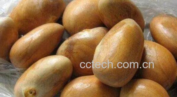 菠萝蜜核的功效与作用及食用方法-0