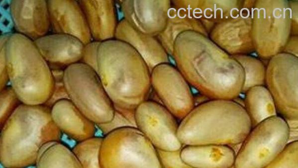 菠萝蜜核的功效与作用及食用方法-1