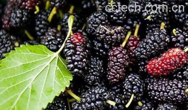 黑桑果的功效与作用-0