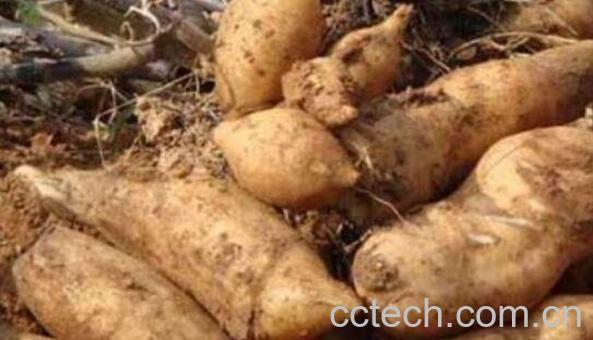 雪莲果什么人不能吃 女生吃雪莲果的坏处-0