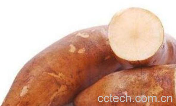 雪莲果什么人不能吃 女生吃雪莲果的坏处-1