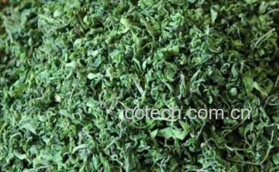 怎样自制酸枣叶茶 酸枣叶茶的冲泡方法-1