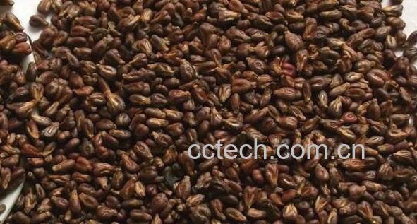 葡萄籽花青素的功效与作用-0