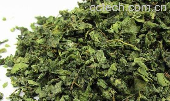 酸枣叶茶的功效与作用 喝酸枣叶茶的好处-0