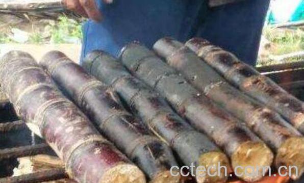 烤甘蔗用什么烤 烤甘蔗功效与作用-0