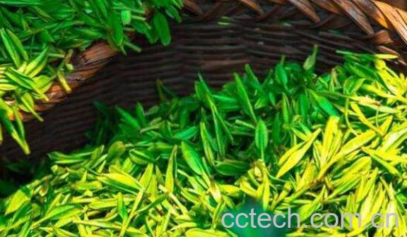 茶氨酸的功效与作用-0