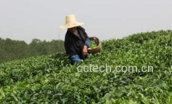 茶氨酸的功效与作用-1