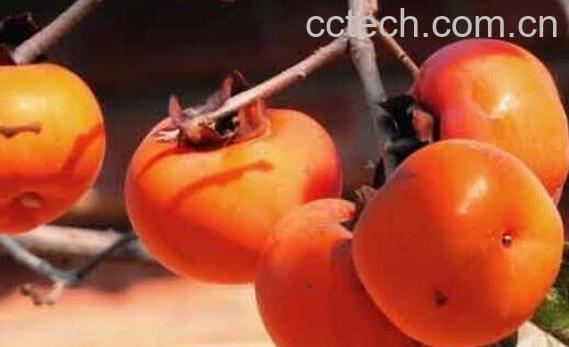 怎样让柿子不涩又脆 生柿子怎么泡又脆又甜-1