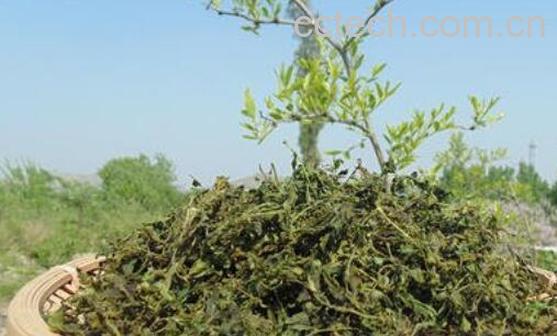 酸枣叶茶的功效与作用-0