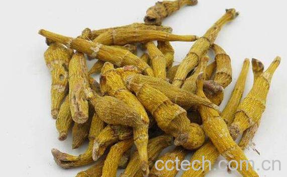 紫皮石斛和铁皮石斛的区别-0