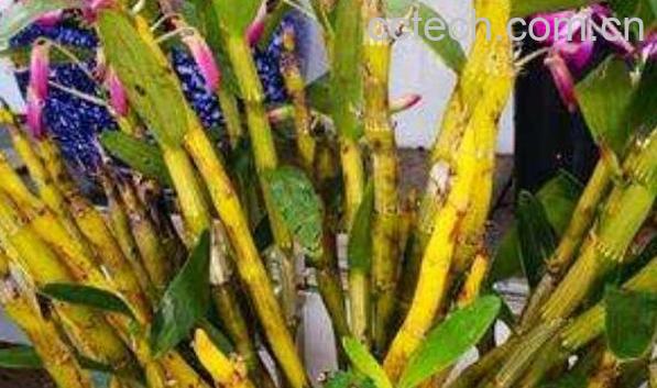 紫皮石斛和铁皮石斛的区别-1