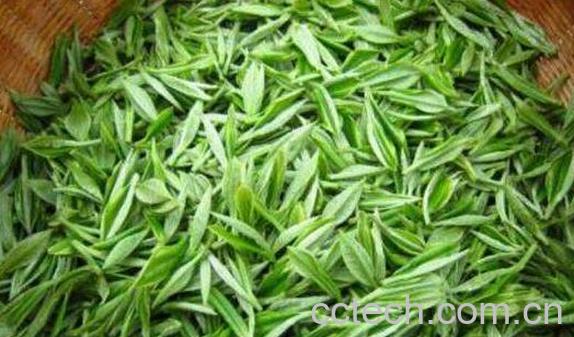 茶氨酸含量高的茶叶有哪些 茶氨酸的好处-1