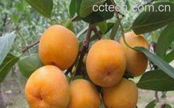 柿子怎么催熟 柿子催熟方法技巧 -0