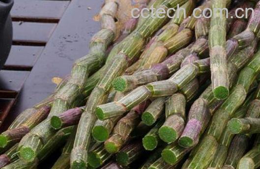 鲜石斛怎么保存 鲜石斛的保存方法-1