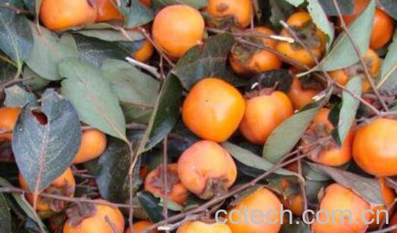 柿子怎么去涩 柿子怎么快速去涩 柿子去涩最快的方法-1