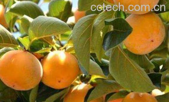 柿子不能和什么一起吃 吃柿子不能吃什么-0