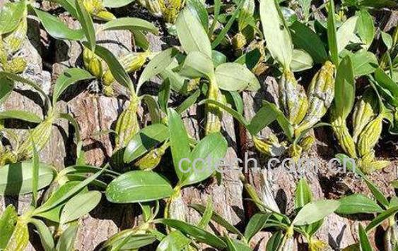  鼓槌石斛的功效与作用-1