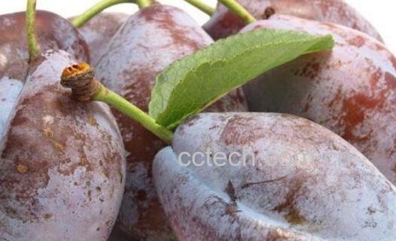  美国西梅的功效与作用-1