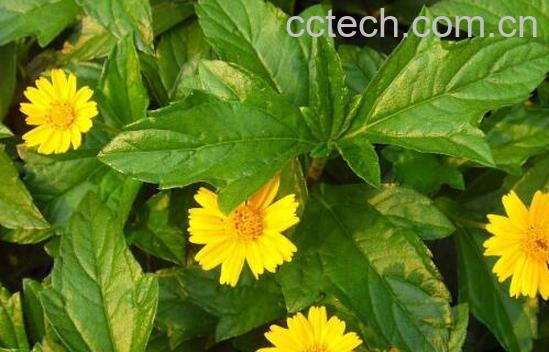 蟛蜞菊的功效与作用及禁忌-0