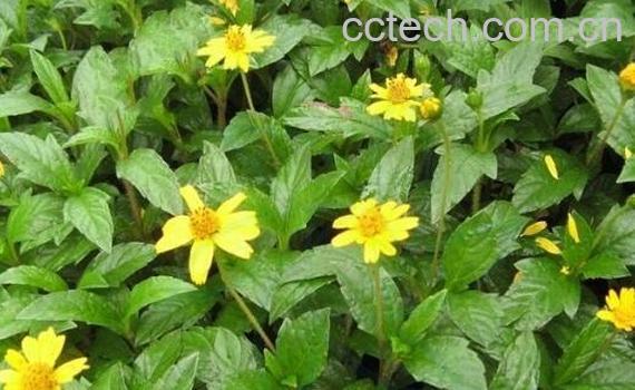 蟛蜞菊的功效与作用及禁忌-1