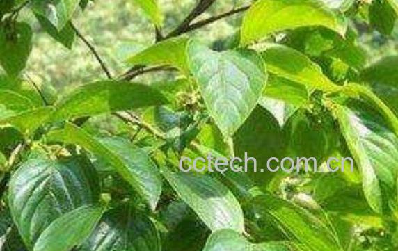 柿子叶泡水喝的副作用-0