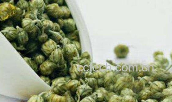 珍珠菊的功效与禁忌 珍珠菊为什么泡不开-0