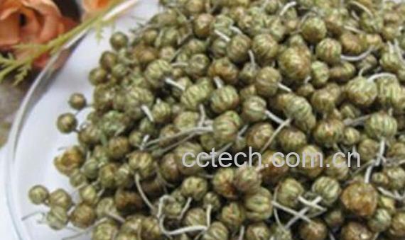 珍珠菊的功效与禁忌 珍珠菊为什么泡不开-1