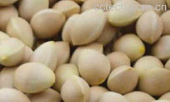 新鲜白果怎么去壳去皮 白果最简单的去壳方法-0