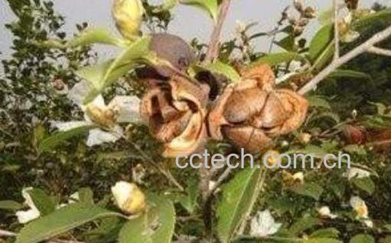 巴马野山茶的功效与作用-0