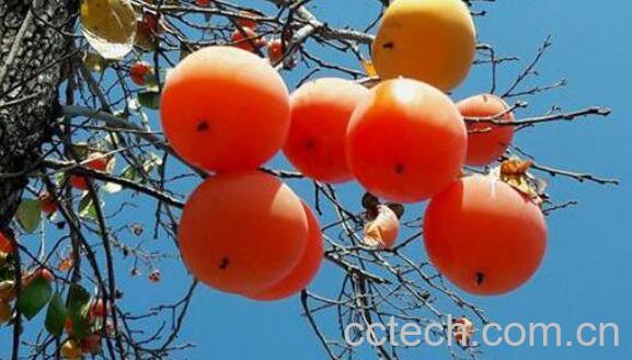 柿子不能和什么一起吃 柿子的食用禁忌-0