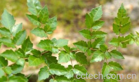 甜茶藤的功效与作用及禁忌-1