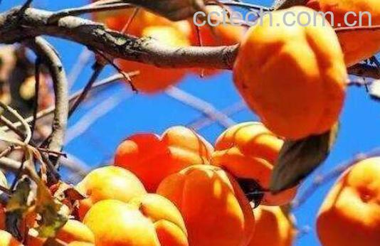 柿子不能和什么一起吃 柿子的食用禁忌-1