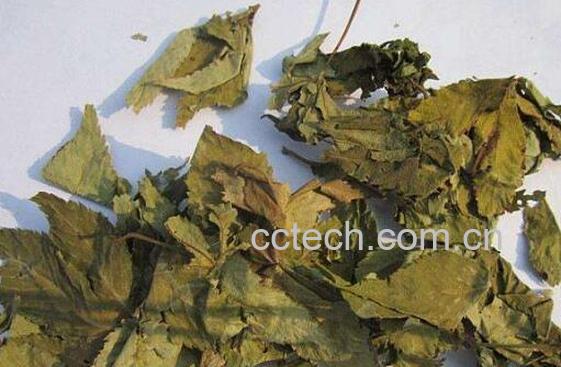 甜茶藤的功效与作用及禁忌-0