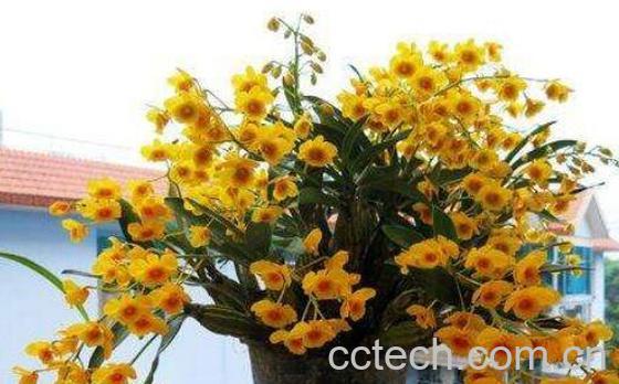 鼓槌石斛的药用价值-0