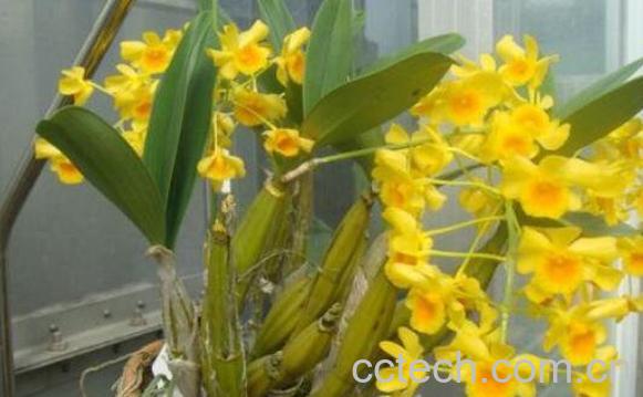 鼓槌石斛的药用价值-1