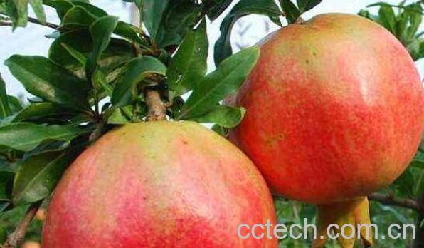 石榴上火吗 石榴是凉性还是热性 石榴一天吃多少合适-0