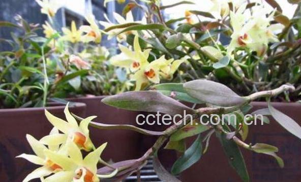 石斛花怎么吃 石斛花的食用方法-1