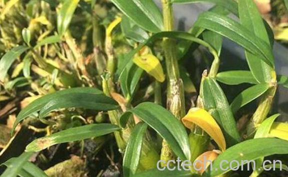 霍山石斛的功效与用法-1