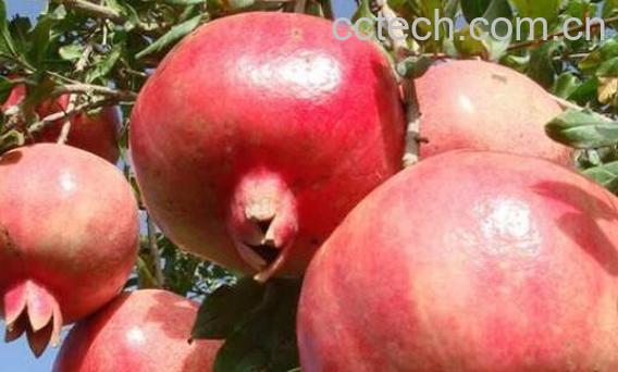 酸石榴籽的功效与作用-0