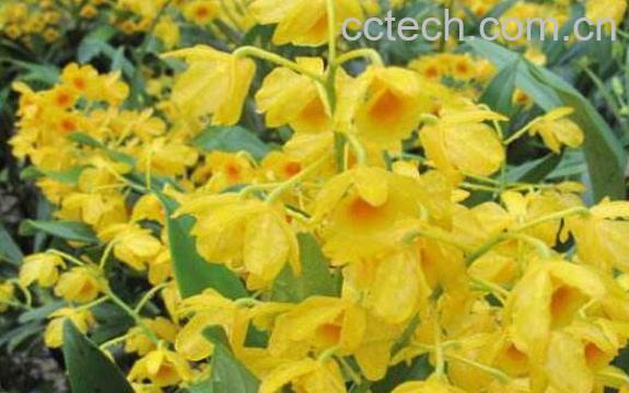 鼓槌石斛花的功效与作用 鼓槌石斛花的食用方法-1