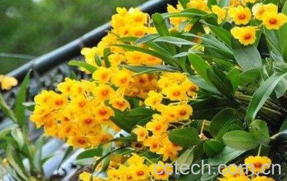 鼓槌石斛花的功效与作用 鼓槌石斛花的食用方法-0