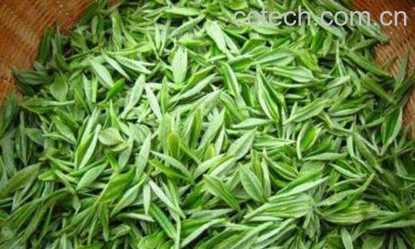 茶氨酸的危害 茶氨酸吃多的副作用-0