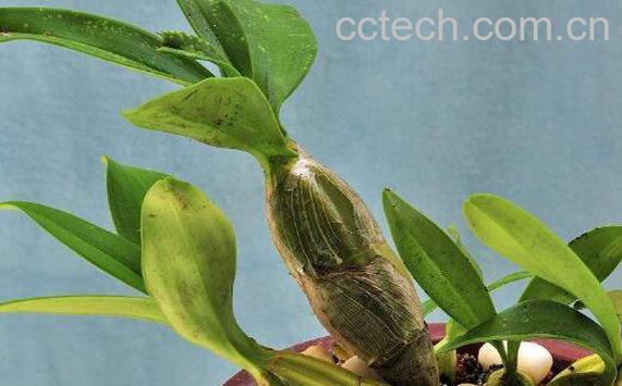 鼓槌石斛种植方法和种植技术 鼓槌石斛怎样养的壮-0