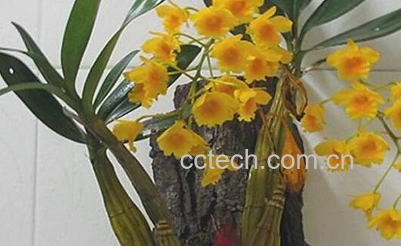 鼓槌石斛种植方法和种植技术 鼓槌石斛怎样养的壮-1