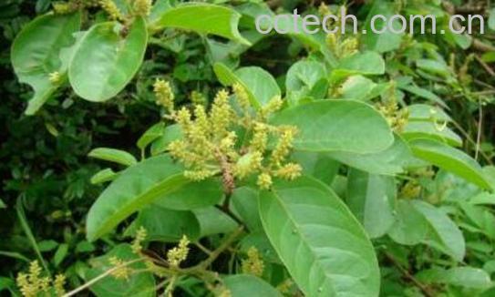 方叶五月茶的功效与作用-1