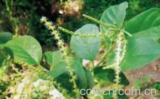 方叶五月茶的功效与作用-0