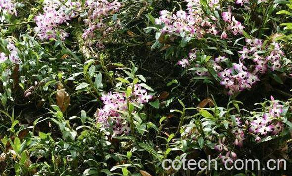 赤水金钗石斛怎么种植 金钗石斛的种植方法-0