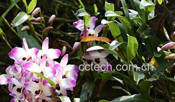 赤水金钗石斛怎么种植 金钗石斛的种植方法-1