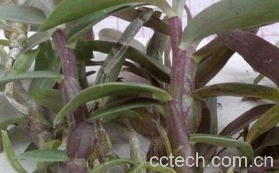 紫皮石斛的功效与作用及食用方法-0