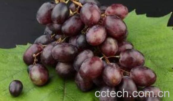 葡萄皮可以吃吗 吃葡萄皮的好处和坏处-1